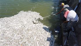 金門縣,莒光湖,魚,酷熱,暴斃