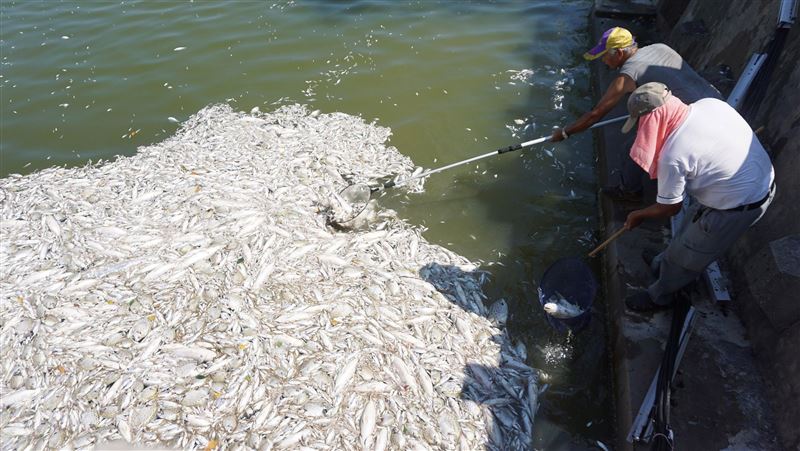 金門酷熱　莒光湖2萬尾魚暴斃！