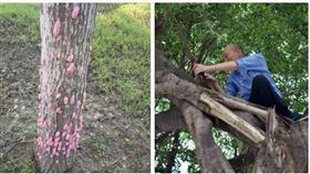 ▲福壽螺、韓國瑜（組合圖，資料畫面）