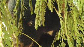 台東縣,廣源小熊,野放,未來,安置