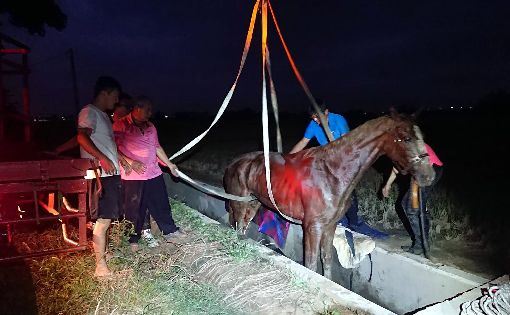 業者騎馬跌落溝渠　利用吊車搶救駿馬