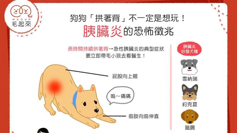 狗狗拱著背　恐是胰臟炎的恐怖徵兆