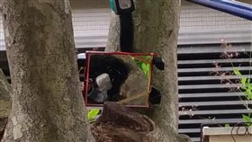 台南新增1例境外移入登革熱　加強孳生源清除台南市29日晚間確診新增1例境外移入登革熱病例，台南市政府加強病媒蚊孳生源清除工作，並對於樹洞等不易清除的積水點，以輔助工具確認後，優先投藥進行防治。（台南市登革熱防治中心提供）中央社記者楊思瑞台南傳真　108年7月30日