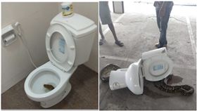 急著解放…他打開馬桶蓋驚見「蛇頭」！竟是4米長蟒蛇
圖翻攝自social.tvpoolonline.com