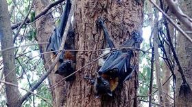 澳洲雪梨狐蝠活活熱死（圖／翻攝自Help Save the Wildlife and Bushlands in Campbelltown臉書）