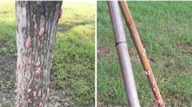 ▲市民自爆福壽螺「入侵」凹子底捷運站附近公園（圖／翻攝公民割草行動臉書）