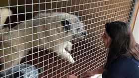 法國,寵物,棄養,公私合力,止惡行