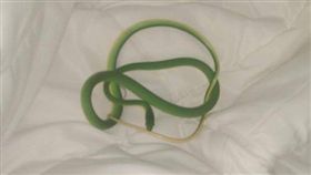 飯店,纏繞,手臂,美國,綠色襪帶蛇,園丁蛇。(圖/翻攝自推特)