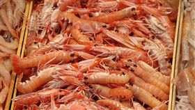 蝦子（圖／pixabay）