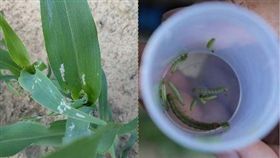 金門,高粱,秋行軍蟲。(圖/金門縣政府提供)