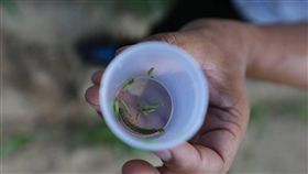 秋行軍蟲疫情，金門高粱及小麥受害。（圖／金門縣政府提供）