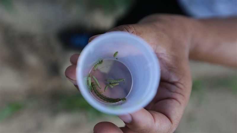 秋行軍蟲還在中國　憂2020必成災