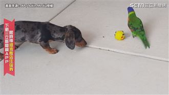 狗狗想玩球　鸚鵡護球劍拔弩張