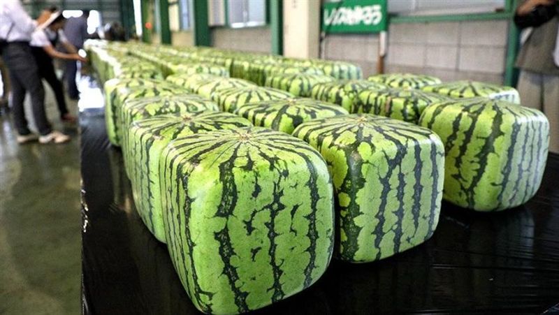 明明就不甜呀…日本驚見萬元等級西瓜