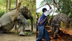 大象,泰國,訓獸師,旅客,騎乘,傷口,疤痕,Phajaan,表演,疼痛,反抗,　圖／翻攝自推特