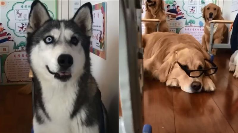全班大亂！汪上課睡覺、吃粉筆超瘋狂