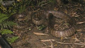 滑鼠蛇（rat snake）（圖／翻攝自百度百科）