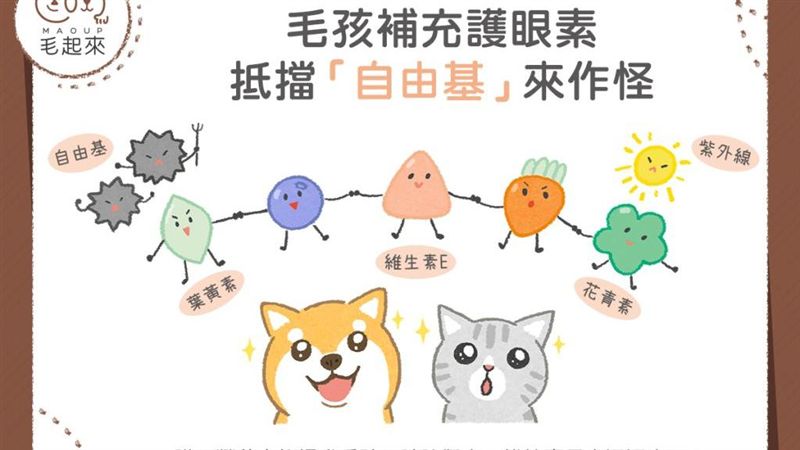 對抗自由基傷害　毛孩眼睛靠這些保護