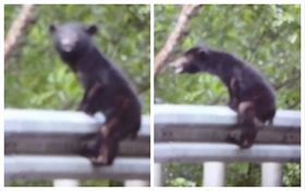 小台灣黑熊落單　迷惘眼神惹人憐