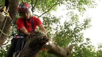 攀樹師爬樹修枝葉　月薪高達10萬！