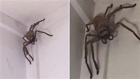 澳洲巨無霸獵人蛛。（圖／翻攝自Facebook／Bluewater News group）