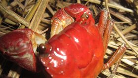 業配、廠商提供、勿用