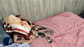 貓咪,關門,鏟屎官,野貓／爆怨公社