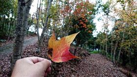 秋冬旅遊補助,觀光局,中國,來台,自由行,觀光效益