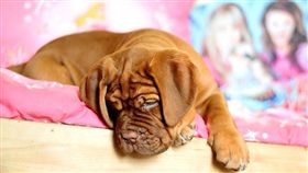 ▲也是有可能是身體上出現了疾病（圖／Pixabay）