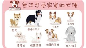 那些犬種最按奈不住寂寞▲（圖／愛你寵物網oveupets）