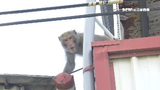 「獨腿彌猴」走電線逛街　民眾看傻眼