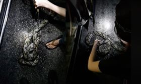 蟒蛇,新加坡,水溝,咬自己。(圖/翻攝自臉書)