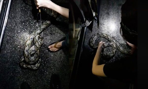 奇談？4米巨蟒被捕竟「毒牙」咬自己