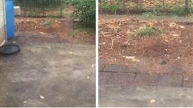 罕見奇景！桃園龍潭大雷雨「夾冰雹」　民眾瘋睹直呼超大顆（圖／民眾提供）