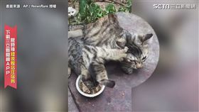 不准吃！　通通都是我的　喵皇使佛山無影爪搶食