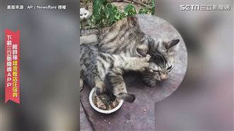 通通都是我的　喵皇使佛山無影爪搶食