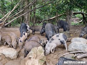 曾文水庫,山豬島。（圖／記者馮珮汶攝）