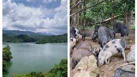 曾文水庫,山豬島。（圖／記者馮珮汶攝