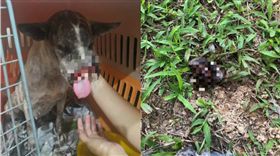 流浪狗撒嬌討食…竟被醉漢割掉鼻子、上顎　動保團體怒了：懸賞7.1萬抓兇（圖／翻攝自Malaysia Animal Association臉書）