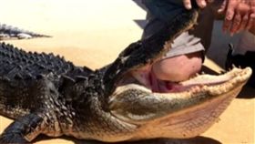 鱷魚,手指,閉氣,破功,鱷咬,鬆口,美國,撕裂傷,安樂死,攻擊,　圖／翻攝自推特