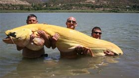 英國,西班牙,世界紀錄,白化鯰魚。(圖/翻攝自erabaru)