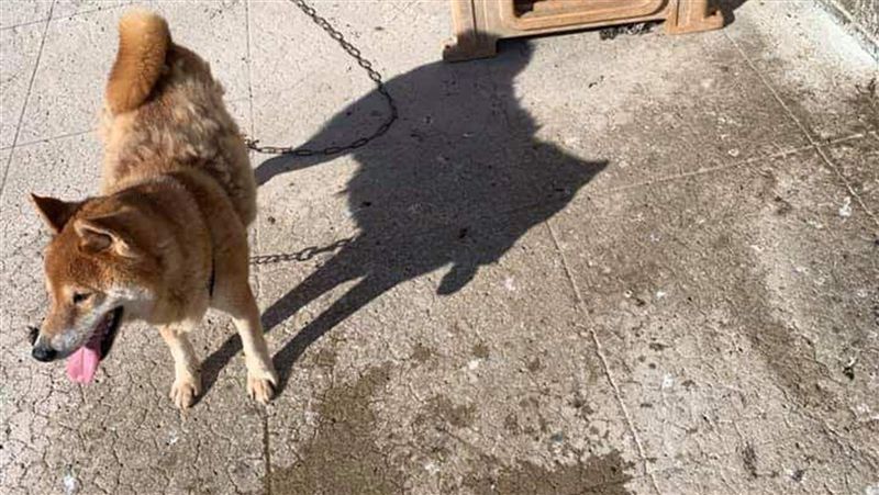 35度高溫柴犬綁頂樓　飼主遭罰6千
