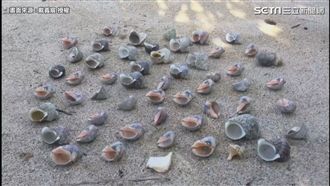 寄居蟹集體搬新家　螺殼蟹蟹搶著要