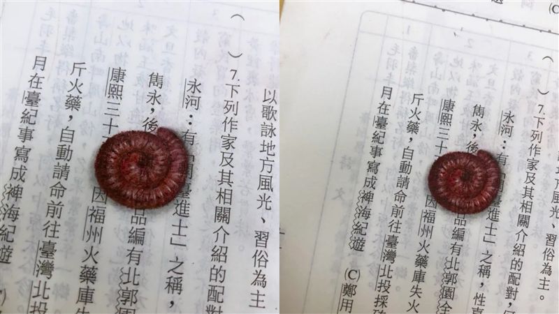課本內驚見巨大「馬陸」　仔細看跪了
