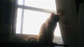 名家專用／寵物滔客誌（勿用）