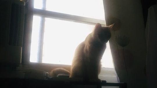 貓咪系女友  你擁有了嗎？