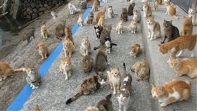 貓,日本,福岡,動保,死亡,毒害,結紮,控制,人為,提告,保護,　圖／翻攝自推特