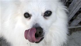 偷裝寵物監視器…她驚見室友「張開雙腿讓狗舔」崩潰報警！（圖／翻攝自Pixabay）