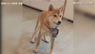影／小柴犬找「尾溜」　原地轉圈圈