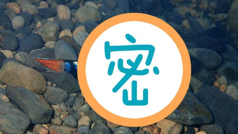 不到10隻溪中「藍寶」！花蓮現蹤跡